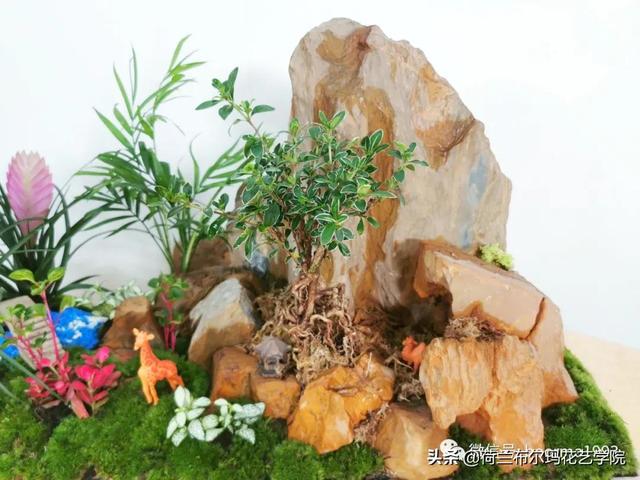 植物微景观那么火，今天教你如何制作