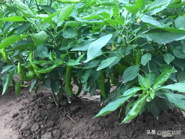 夏季蔬菜太难种了，病虫多植株弱，怎么种植株长得好结果多？