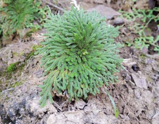 山坡下的石头缝里，1种“还魂草”不多见，挖2棵种植，变小盆栽