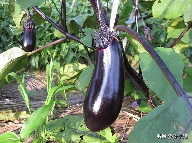 茄子种植方法和时间：掌握这些知识，教你轻松种茄子