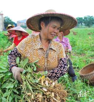 广东高产花生种植(梅州兴宁宁新街道：撂荒地长出“金豆子”，七彩花生种植带来好“钱”景)