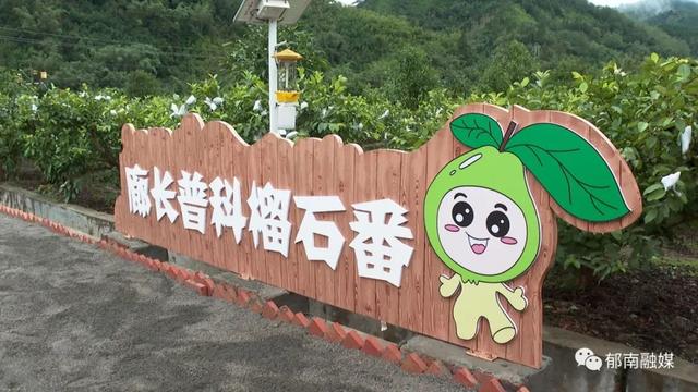 郁南通门镇：珍珠番石榴陆续成熟上市 村民忙采摘喜增收