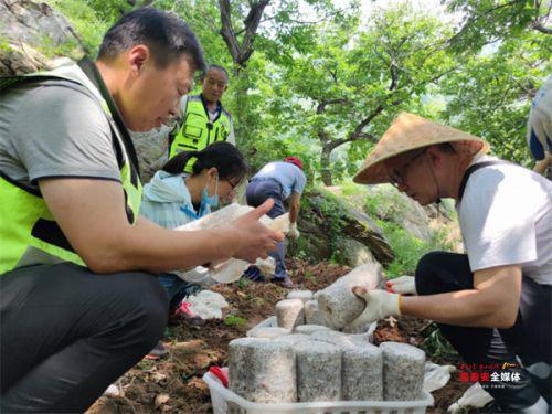 泰山赤灵芝菌包首次大规模“反哺”泰山