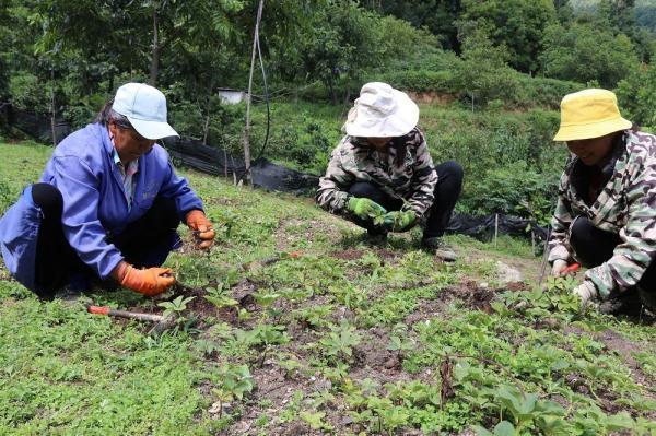 临沧凤庆：林下种植变身“绿色提款机”