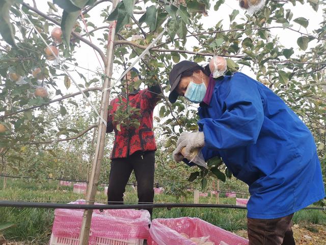 灵宝市焦村镇：小苹果托起乡村振兴致富梦