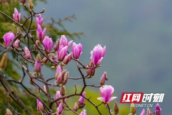 湖南南岳：木兰花开 春意盎然