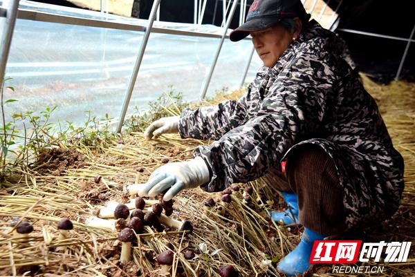 “赤松茸”在慈利县象市镇试种成功