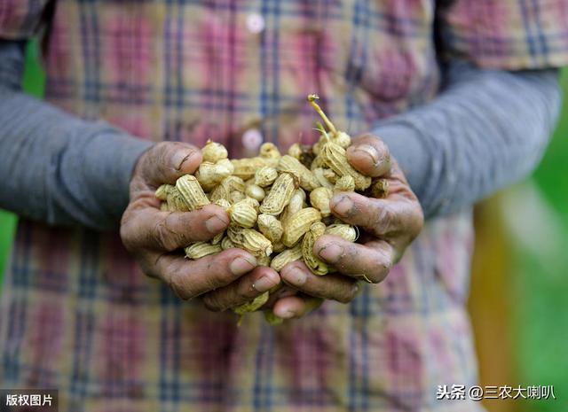 花生肥料施得多，光长秧子不结果！每亩施多少肥？记住这个数