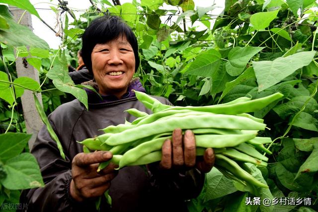 老大哥种豆角，一直用这三个方法，几天就摘一次，一茬接一茬