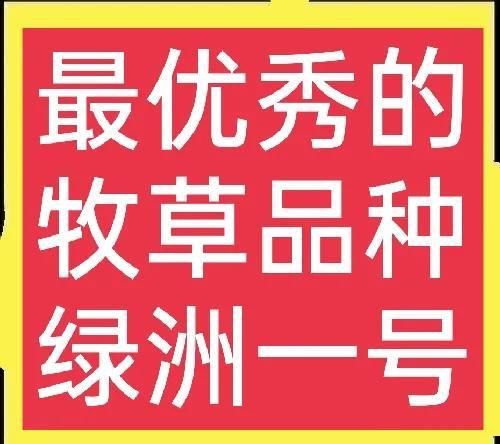 绿洲一号牧草，综合条件特优，亩产20吨以上，适合养殖多种禽畜