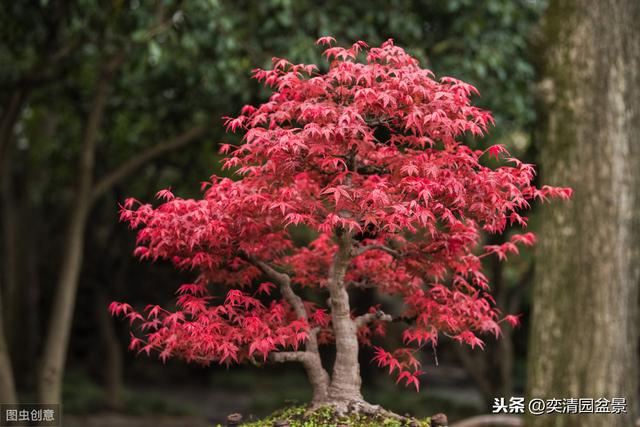 仅需掌握这几个重点，让你轻松学会红枫盆景的制作