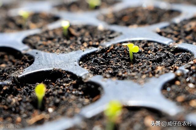 怎么在家种生菜、黄瓜？从种子育芽开始，超详细教程，值得收藏