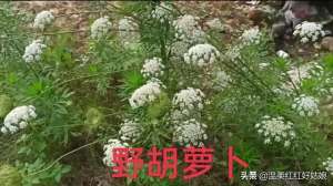 野胡萝卜种植技术(农村路边上的野胡萝卜用处多，快来了解一下)