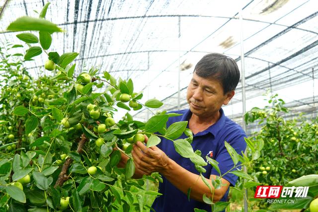 衡阳祁东：蟠枣丰产，助农增收