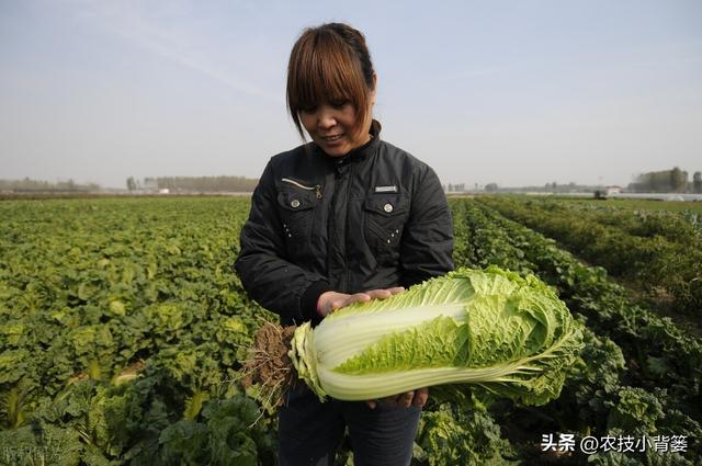 怎样才能种出高产优质的大白菜？掌握这些种植管理技巧