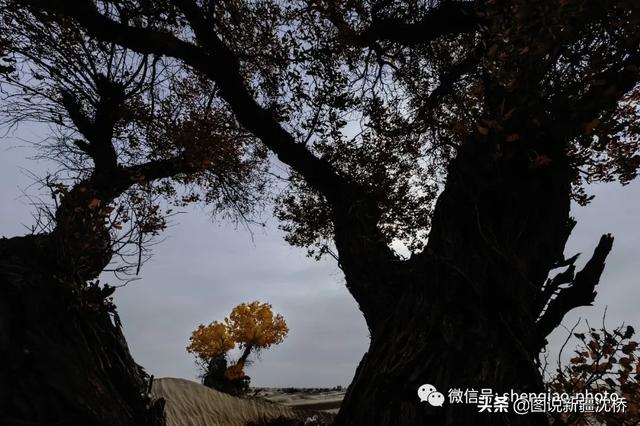 野猪出没的地方，变身沙漠公路第一村