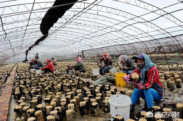 食用菌营养高效益好，了解一下种植技术，或能助您发家致富