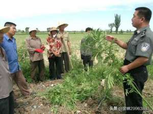 火麻种植需要审批吗(谈麻色变，不如先了解大麻。)