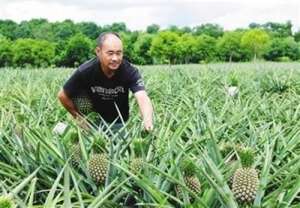 木菠萝种植(菠萝种植方法 菠萝如何种植)