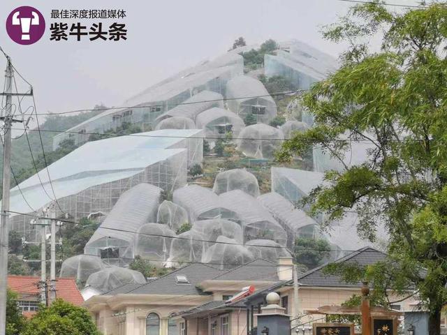 【紫牛头条】杨梅大棚科幻造型引来建筑师纷纷打卡，果农：很实用，增收了好几倍