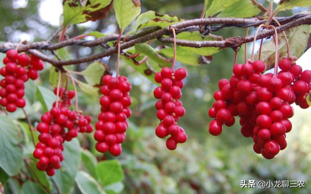 小龙聊三农：试试用这些方法种植五味子吧！帮助您提升质量和产量