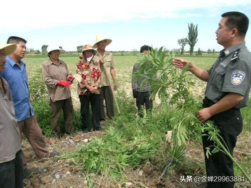 谈麻色变，不如先了解大麻。