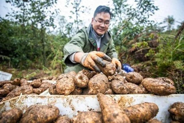 它很名贵，一般人种不好，但是一亩收入达20万元，学会种植不难