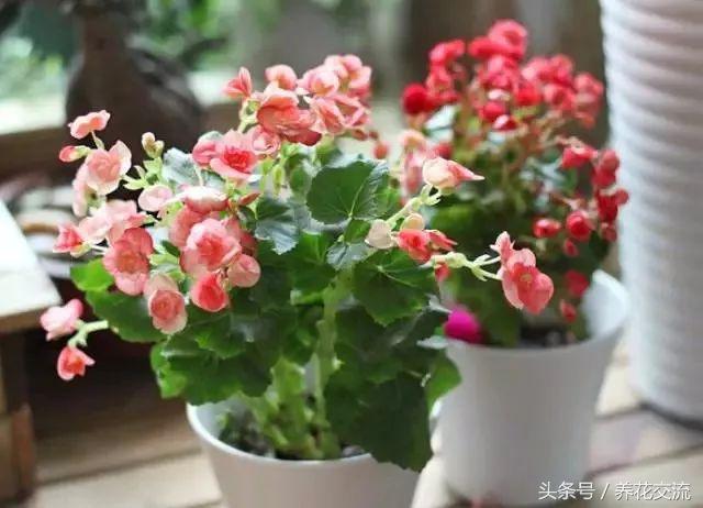 15种特别容易开花的室内植物，叶子和花朵肉那么好看