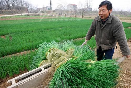 细香葱好吃也好种，栽培技术要点主要有这4点，种植方法很简单