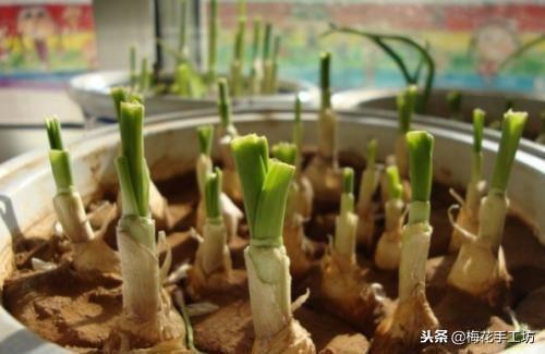 阳台种植蒜苗，又壮又肥的小妙招