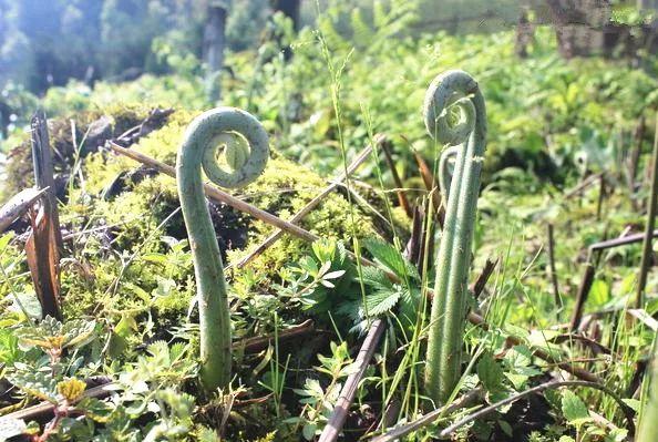 【春城秀】乡野间“馋人”野菜，浓浓“春”的味道