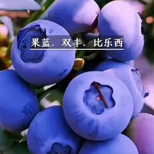 粉蓝蓝莓种植(今年头茬宝宝蓝莓，真的称得上比瓶盖还大，蓝胖子，#抖音助农)