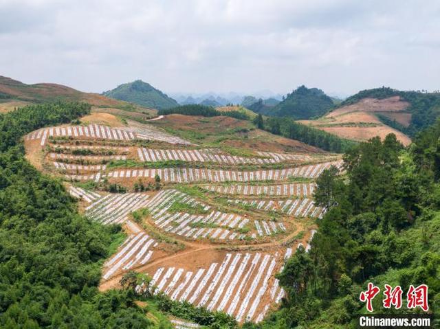 广西五彩椒丰收 从田间装饰品变身百万致富产业