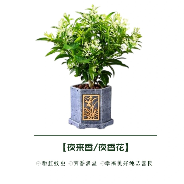 推荐8种驱蚊绿植，夏天减少蚊虫叮咬