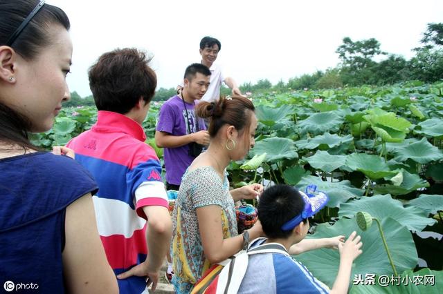 莲子是滋补佳品，农村很多人靠莲蓬和新鲜莲子赚钱，又怎么采收？