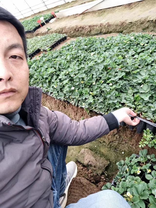 草莓种植为什么选择穴盘基质草莓苗？