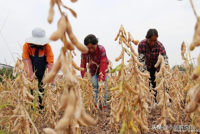 黄豆种植指南：黄豆适宜什么时候播种？种植黄豆需要注意什么？