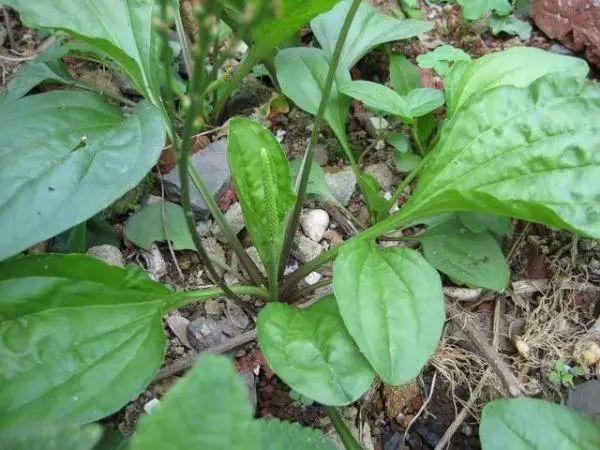 【春城秀】乡野间“馋人”野菜，浓浓“春”的味道