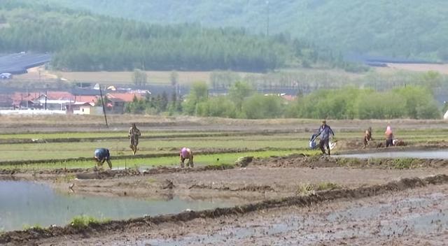 插秧进入高峰期，通化市今年计划完成水稻种植面积72.8万亩