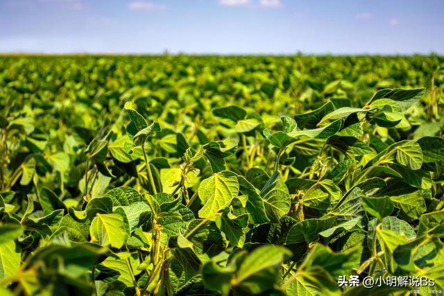 黄豆种植指南：黄豆适宜什么时候播种？种植黄豆需要注意什么？