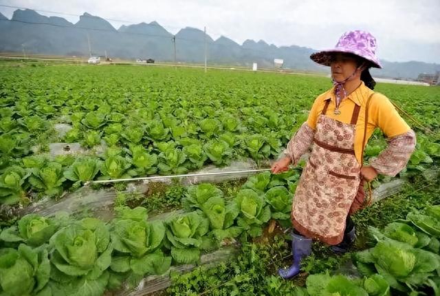 想要大白菜包心又丰收，不仅要选好种植时间，田间管理也很重要