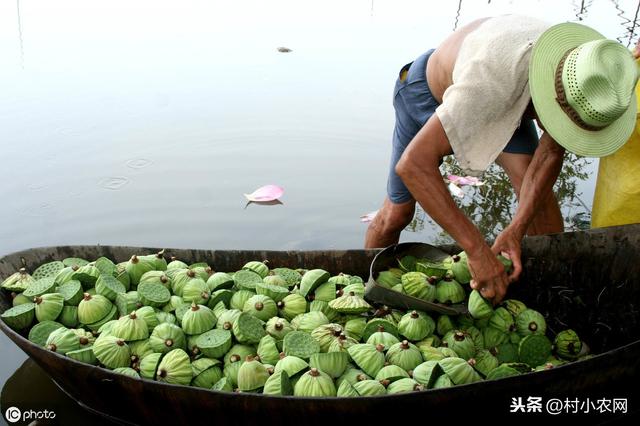 莲子是滋补佳品，农村很多人靠莲蓬和新鲜莲子赚钱，又怎么采收？