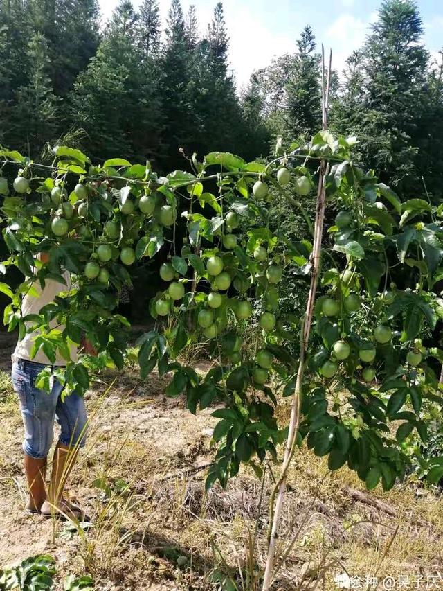 百香果每年种植的面积那么大，产量还不高？主要原因是这几点