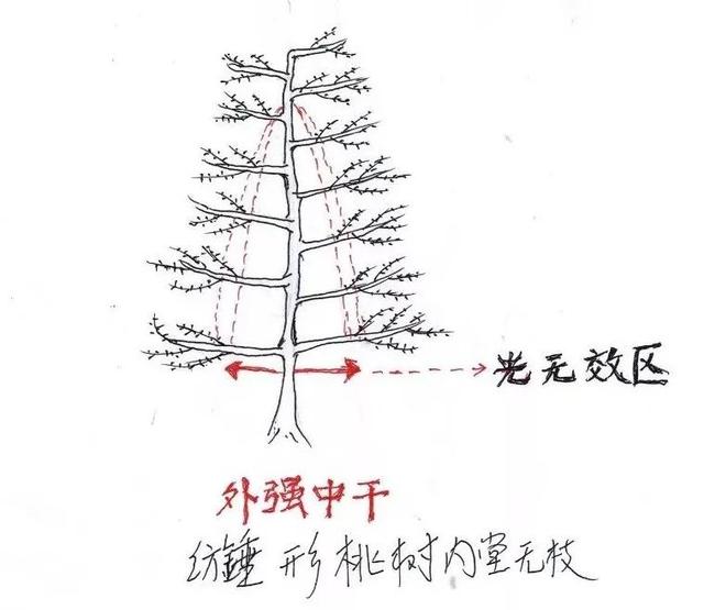 桃树结果枝的长度、密度与光照的关系