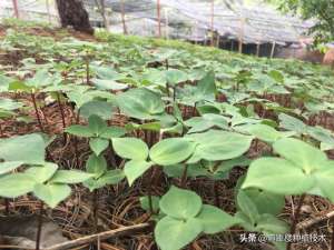 滇重楼种植的时下前景分析(重楼种植一亩人工成本价多少？)