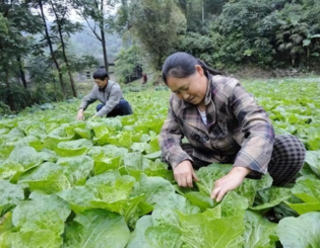 想要大白菜包心又丰收，不仅要选好种植时间，田间管理也很重要