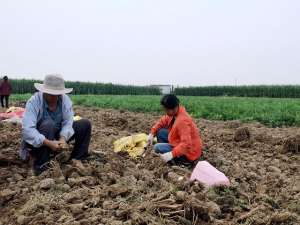 农村种植中草药(河南孟州：种好中药材 开出“致富方”)