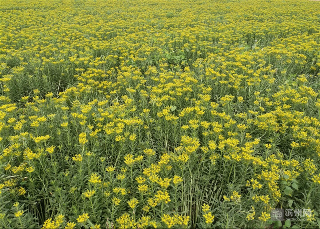 刘佃惠：把景天三七种成了农民的“致富菜”