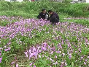 白芨的高效栽培技术及市场前景分析