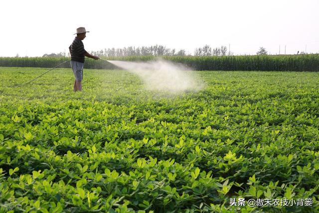 花生覆膜种植能高产，但在覆膜管理上要重点抓好这4点